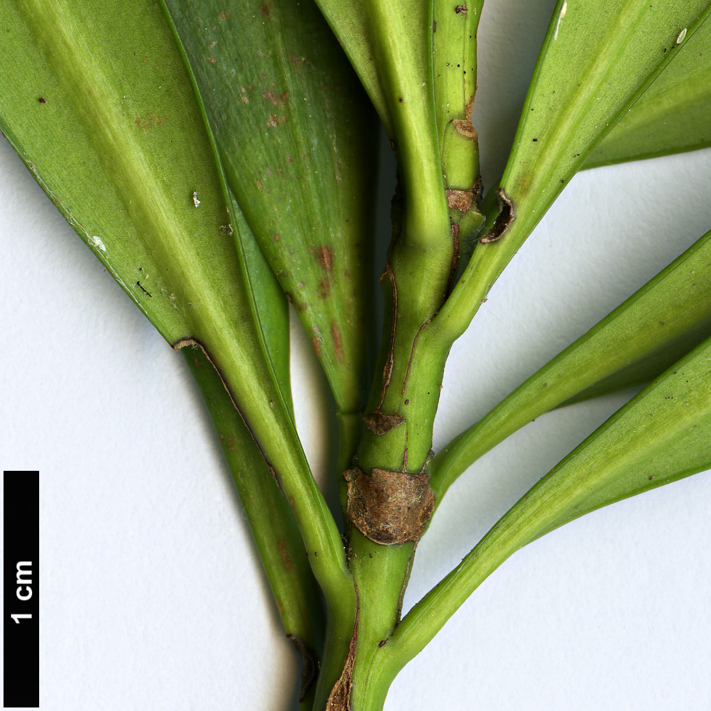 High resolution image: Family: Podocarpaceae - Genus: Podocarpus - Taxon: forrestii