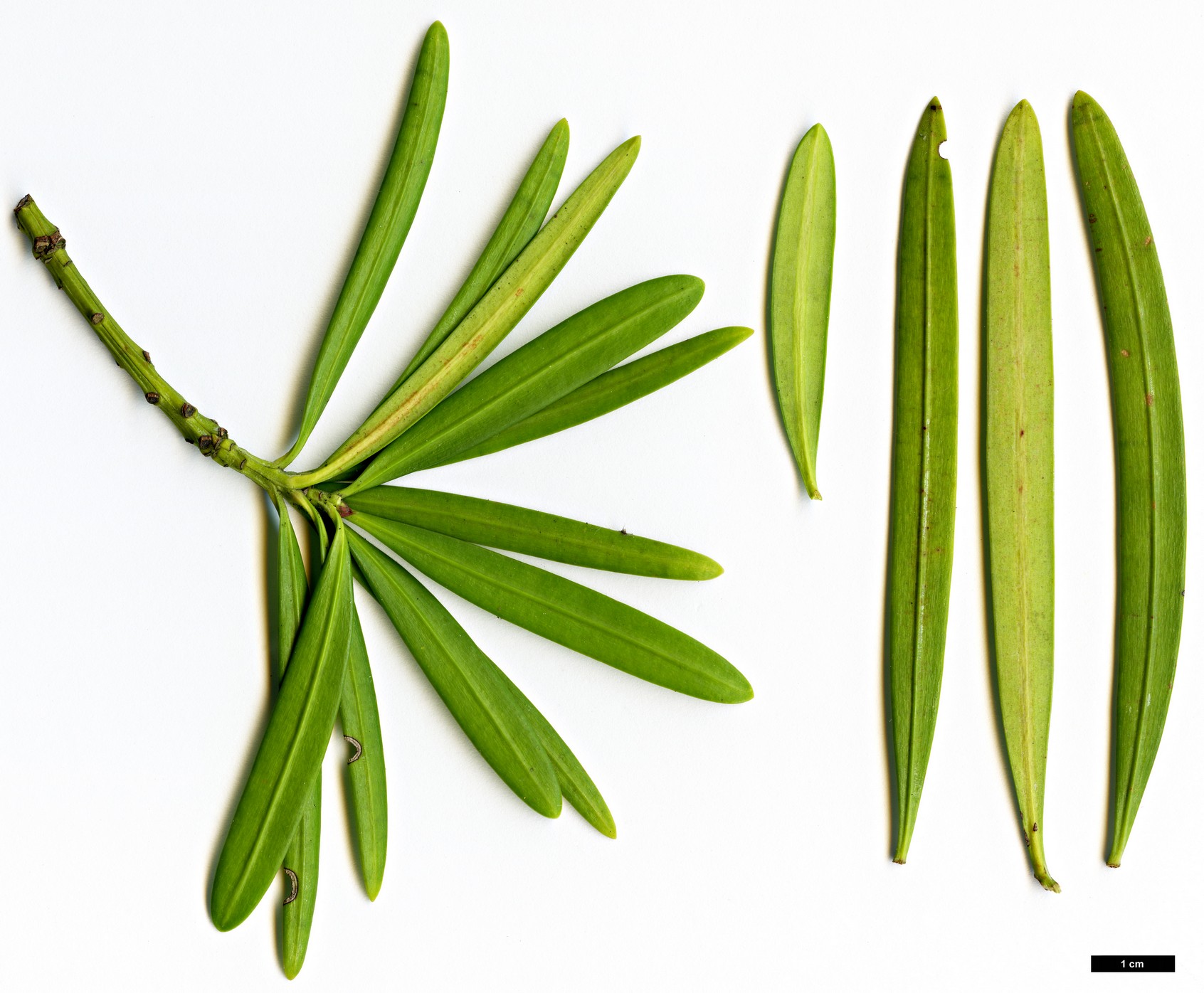 High resolution image: Family: Podocarpaceae - Genus: Podocarpus - Taxon: gibbsiae High resolution image: Family: Podocarpaceae - Genus: Podocarpus - Taxon: gibbsiae