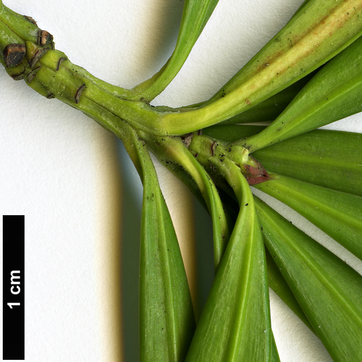 High resolution image: Family: Podocarpaceae - Genus: Podocarpus - Taxon: gibbsiae High resolution image: Family: Podocarpaceae - Genus: Podocarpus - Taxon: gibbsiae
