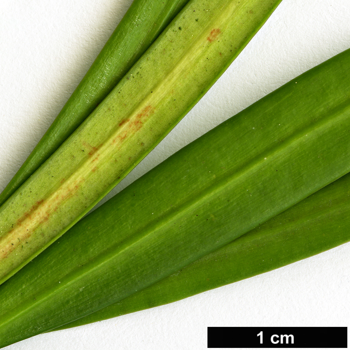 High resolution image: Family: Podocarpaceae - Genus: Podocarpus - Taxon: gibbsiae High resolution image: Family: Podocarpaceae - Genus: Podocarpus - Taxon: gibbsiae