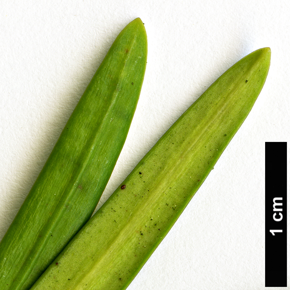 High resolution image: Family: Podocarpaceae - Genus: Podocarpus - Taxon: gibbsiae High resolution image: Family: Podocarpaceae - Genus: Podocarpus - Taxon: gibbsiae