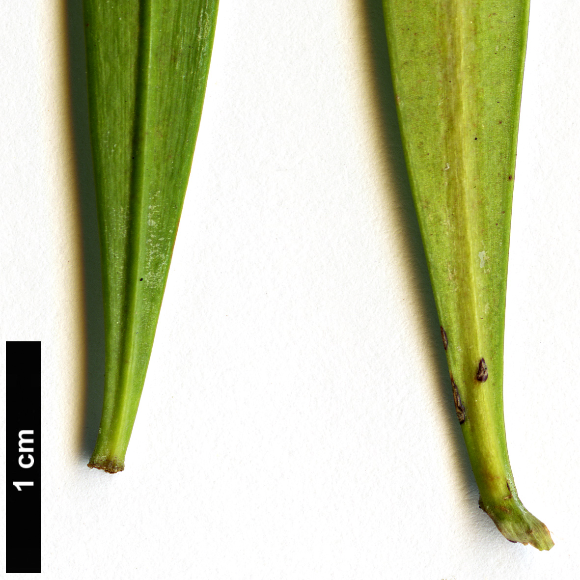 High resolution image: Family: Podocarpaceae - Genus: Podocarpus - Taxon: gibbsiae High resolution image: Family: Podocarpaceae - Genus: Podocarpus - Taxon: gibbsiae