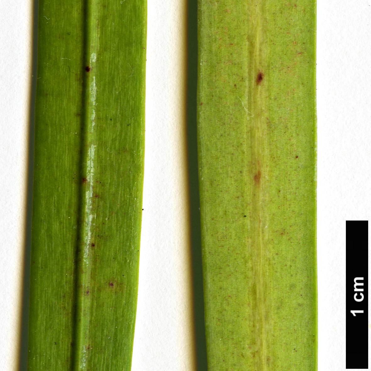 High resolution image: Family: Podocarpaceae - Genus: Podocarpus - Taxon: gibbsiae High resolution image: Family: Podocarpaceae - Genus: Podocarpus - Taxon: gibbsiae