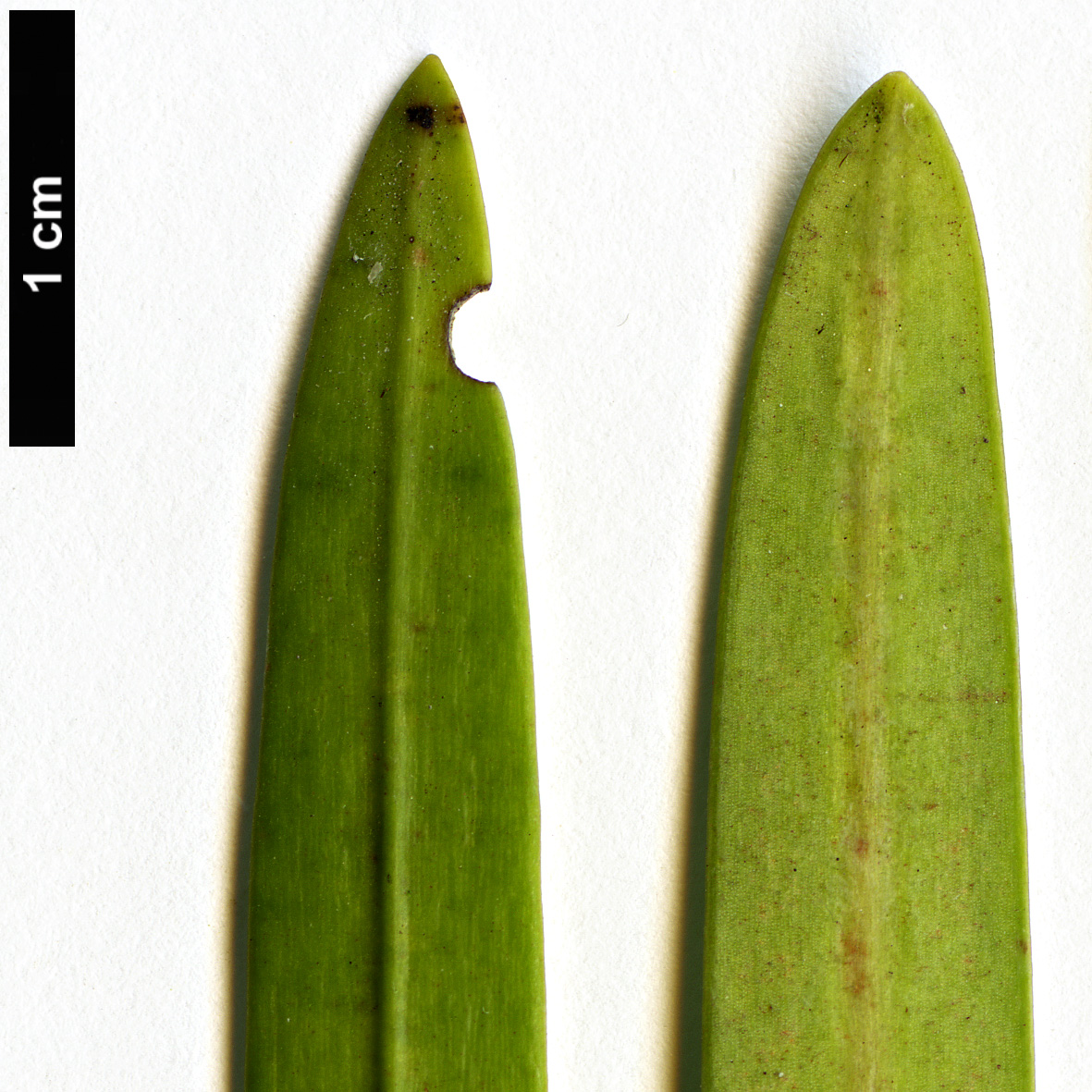 High resolution image: Family: Podocarpaceae - Genus: Podocarpus - Taxon: gibbsiae High resolution image: Family: Podocarpaceae - Genus: Podocarpus - Taxon: gibbsiae