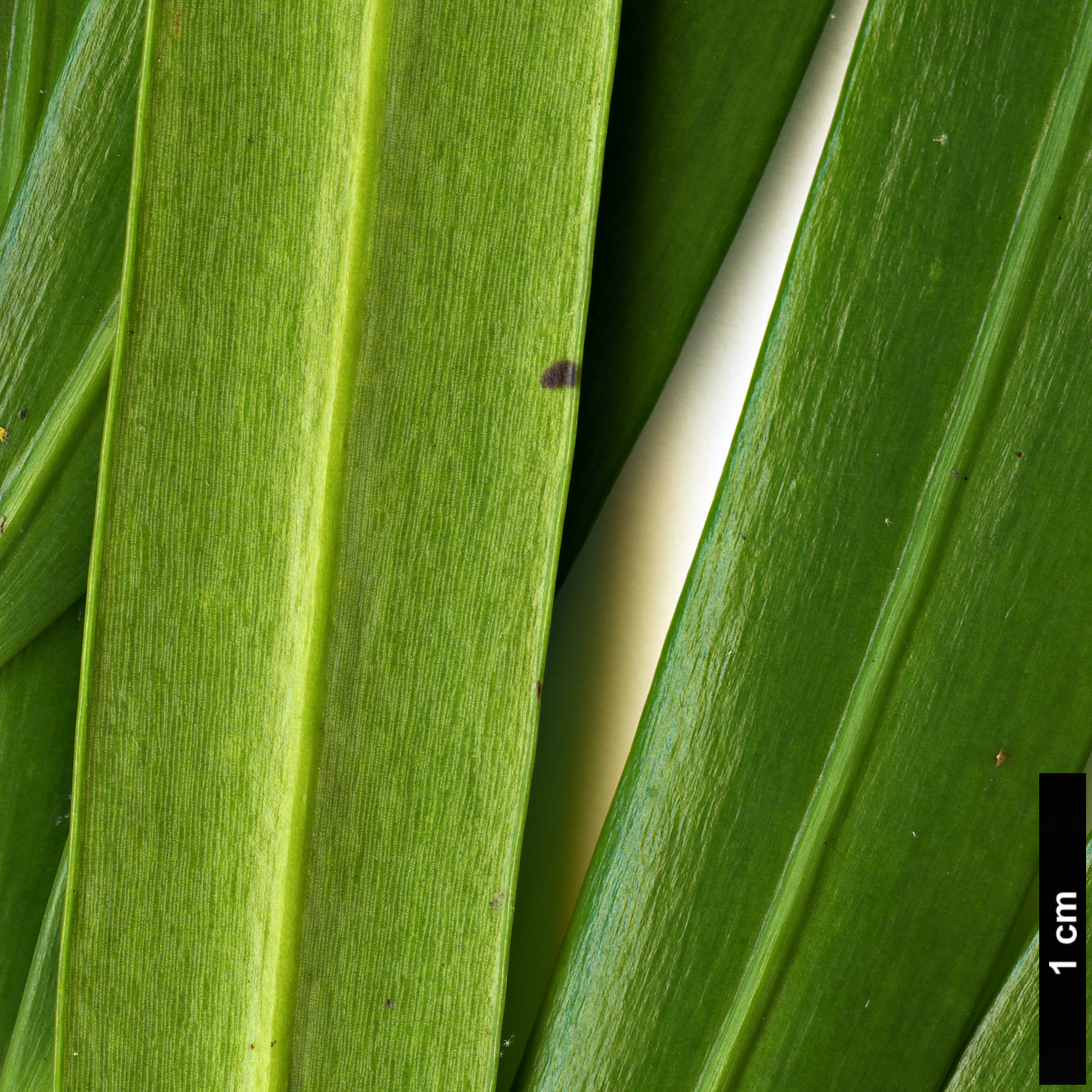 High resolution image: Family: Podocarpaceae - Genus: Podocarpus - Taxon: matudae