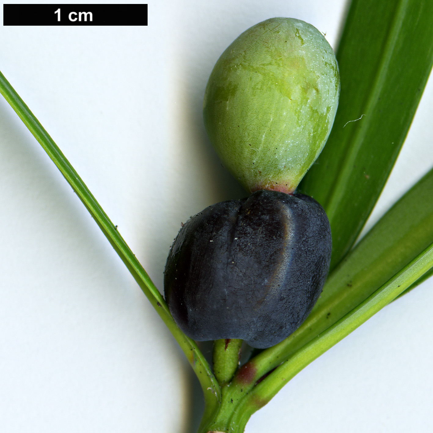 High resolution image: Family: Podocarpaceae - Genus: Podocarpus - Taxon: pilgeri High resolution image: Family: Podocarpaceae - Genus: Podocarpus - Taxon: pilgeri