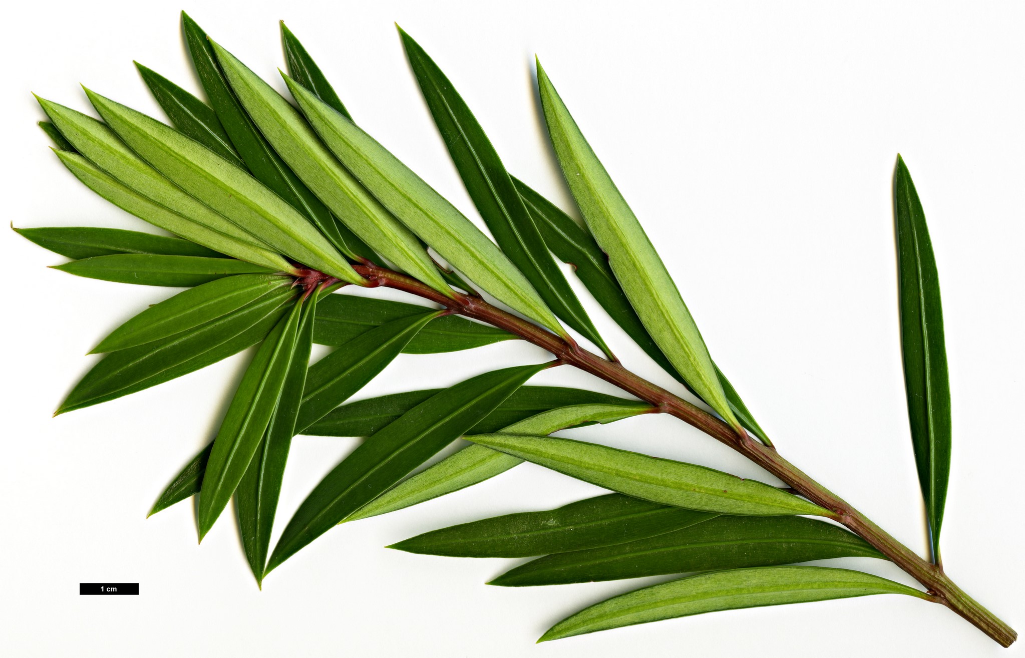 High resolution image: Family: Podocarpaceae - Genus: Podocarpus - Taxon: pilgeri High resolution image: Family: Podocarpaceae - Genus: Podocarpus - Taxon: pilgeri