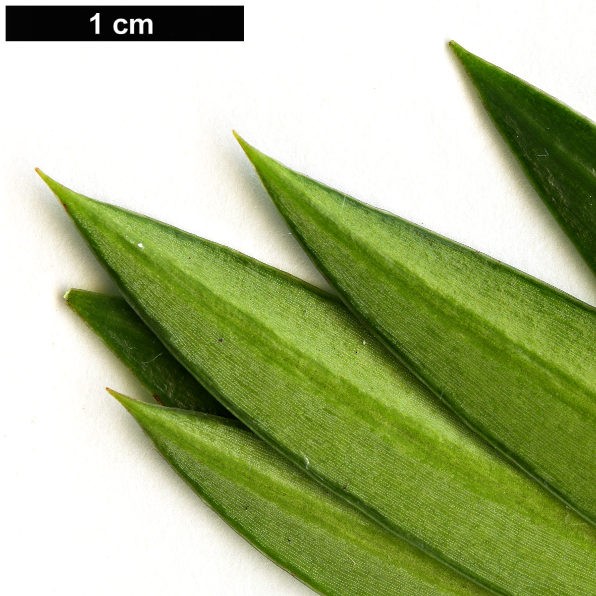 High resolution image: Family: Podocarpaceae - Genus: Podocarpus - Taxon: pilgeri High resolution image: Family: Podocarpaceae - Genus: Podocarpus - Taxon: pilgeri