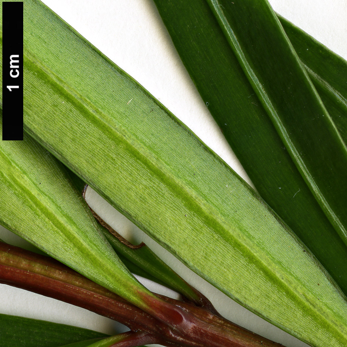 High resolution image: Family: Podocarpaceae - Genus: Podocarpus - Taxon: pilgeri High resolution image: Family: Podocarpaceae - Genus: Podocarpus - Taxon: pilgeri