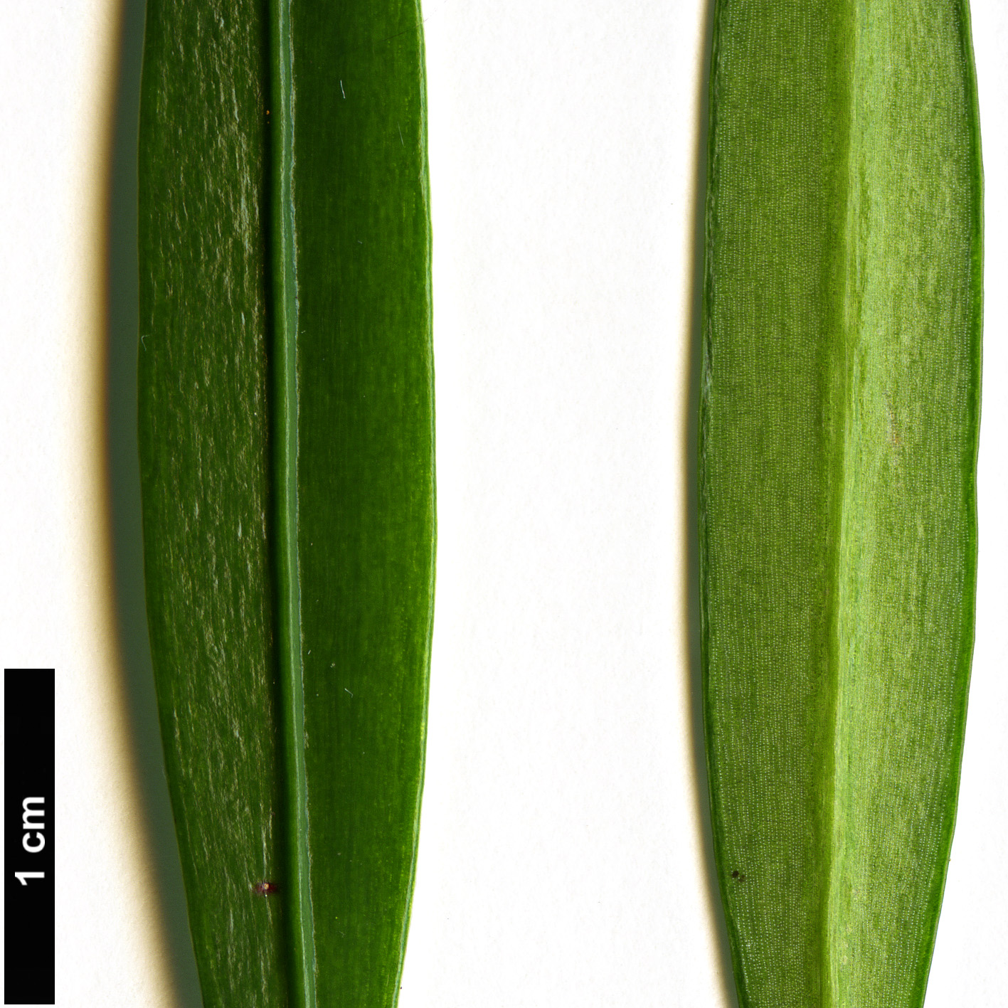 High resolution image: Family: Podocarpaceae - Genus: Podocarpus - Taxon: pilgeri High resolution image: Family: Podocarpaceae - Genus: Podocarpus - Taxon: pilgeri