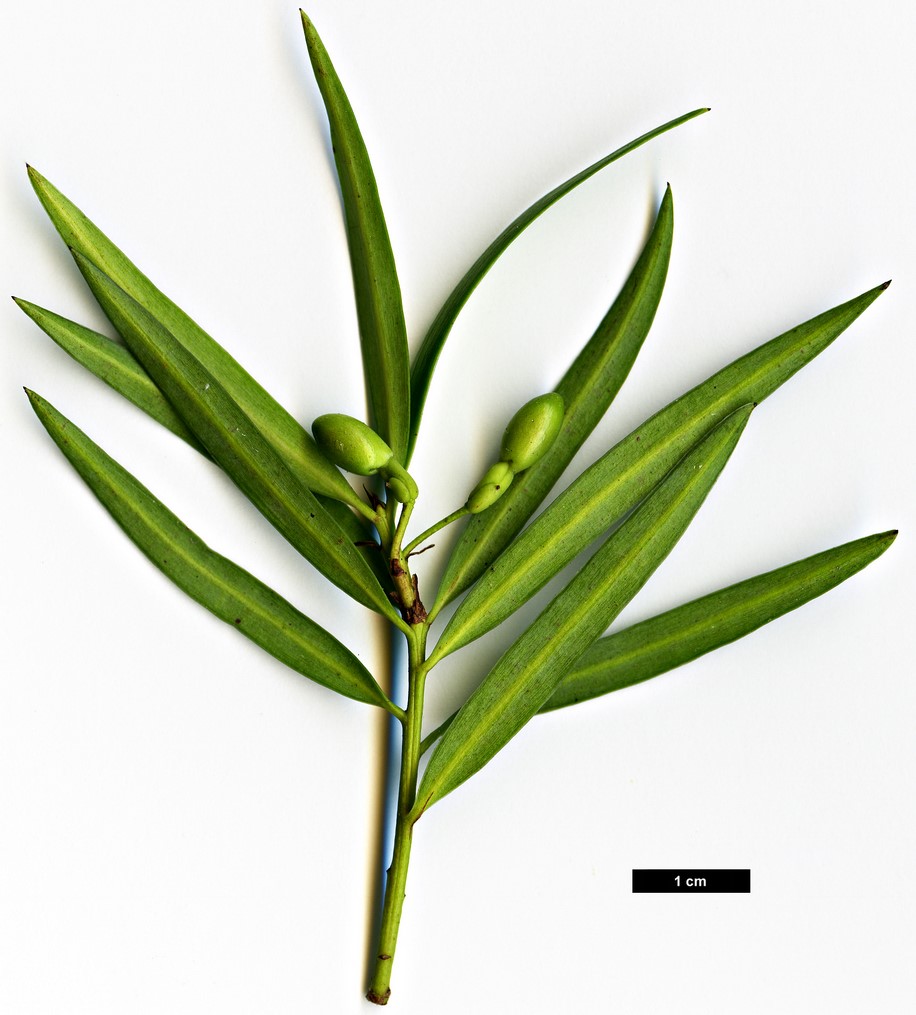 High resolution image: Family: Podocarpaceae - Genus: Podocarpus - Taxon: salignus High resolution image: Family: Podocarpaceae - Genus: Podocarpus - Taxon: salignus