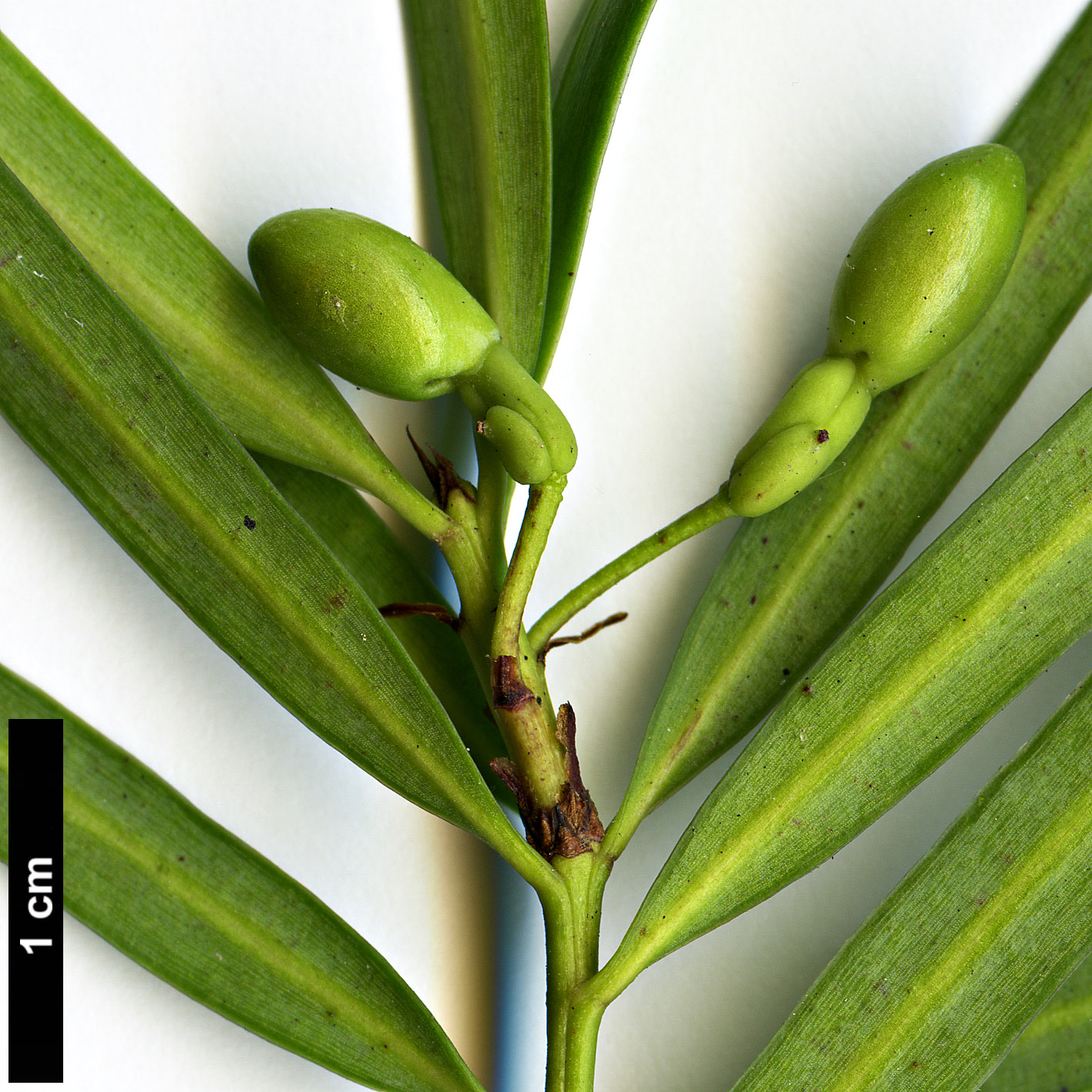 High resolution image: Family: Podocarpaceae - Genus: Podocarpus - Taxon: salignus High resolution image: Family: Podocarpaceae - Genus: Podocarpus - Taxon: salignus