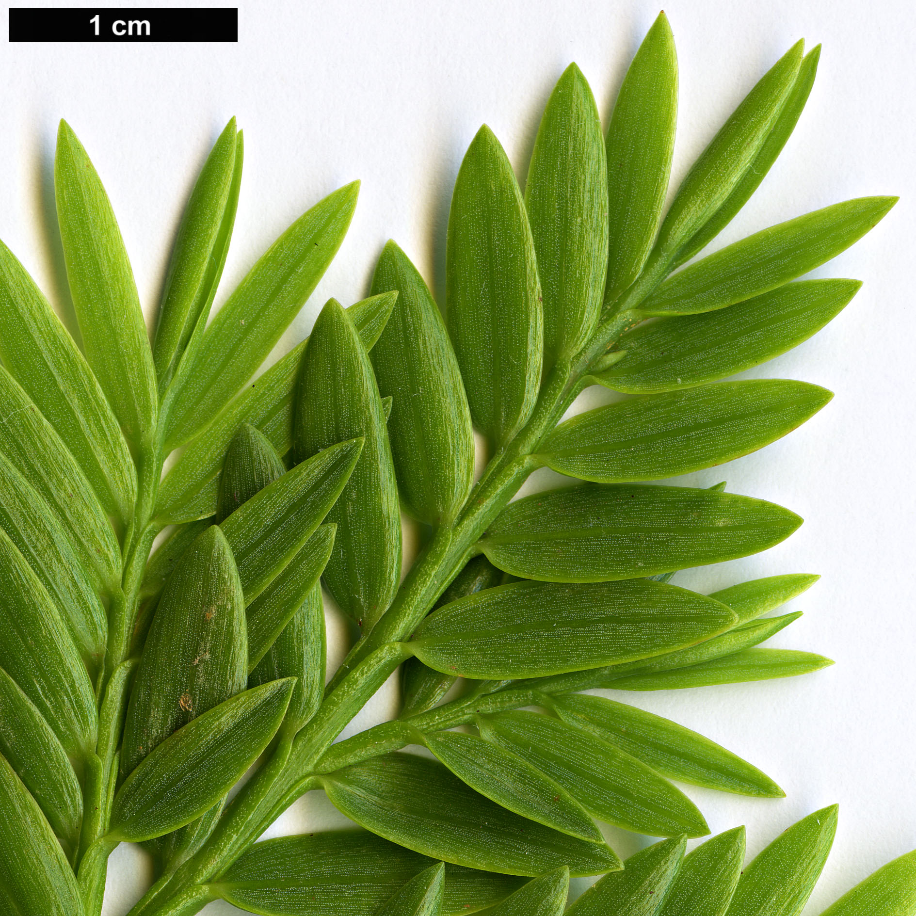 High resolution image: Family: Podocarpaceae - Genus: Retrophyllum - Taxon: rospigliosii High resolution image: Family: Podocarpaceae - Genus: Retrophyllum - Taxon: rospigliosii