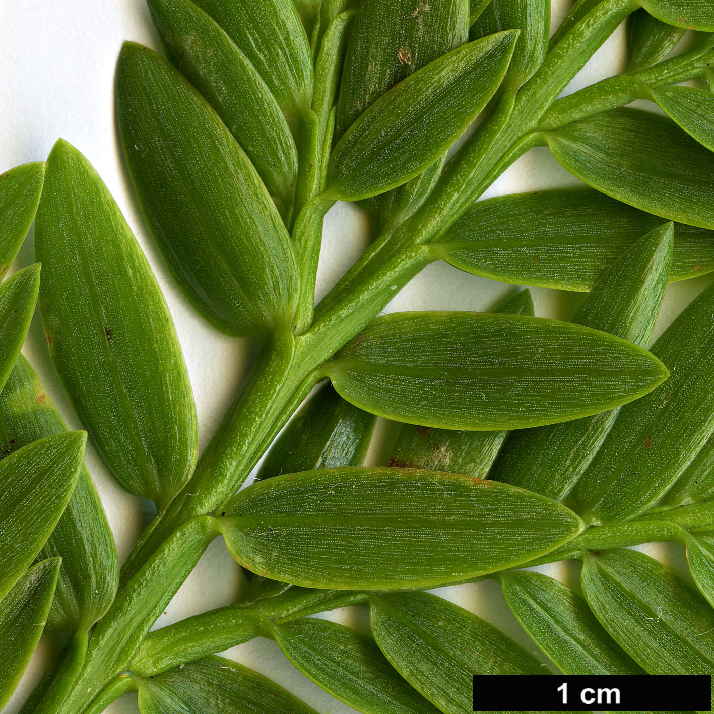 High resolution image: Family: Podocarpaceae - Genus: Retrophyllum - Taxon: rospigliosii High resolution image: Family: Podocarpaceae - Genus: Retrophyllum - Taxon: rospigliosii