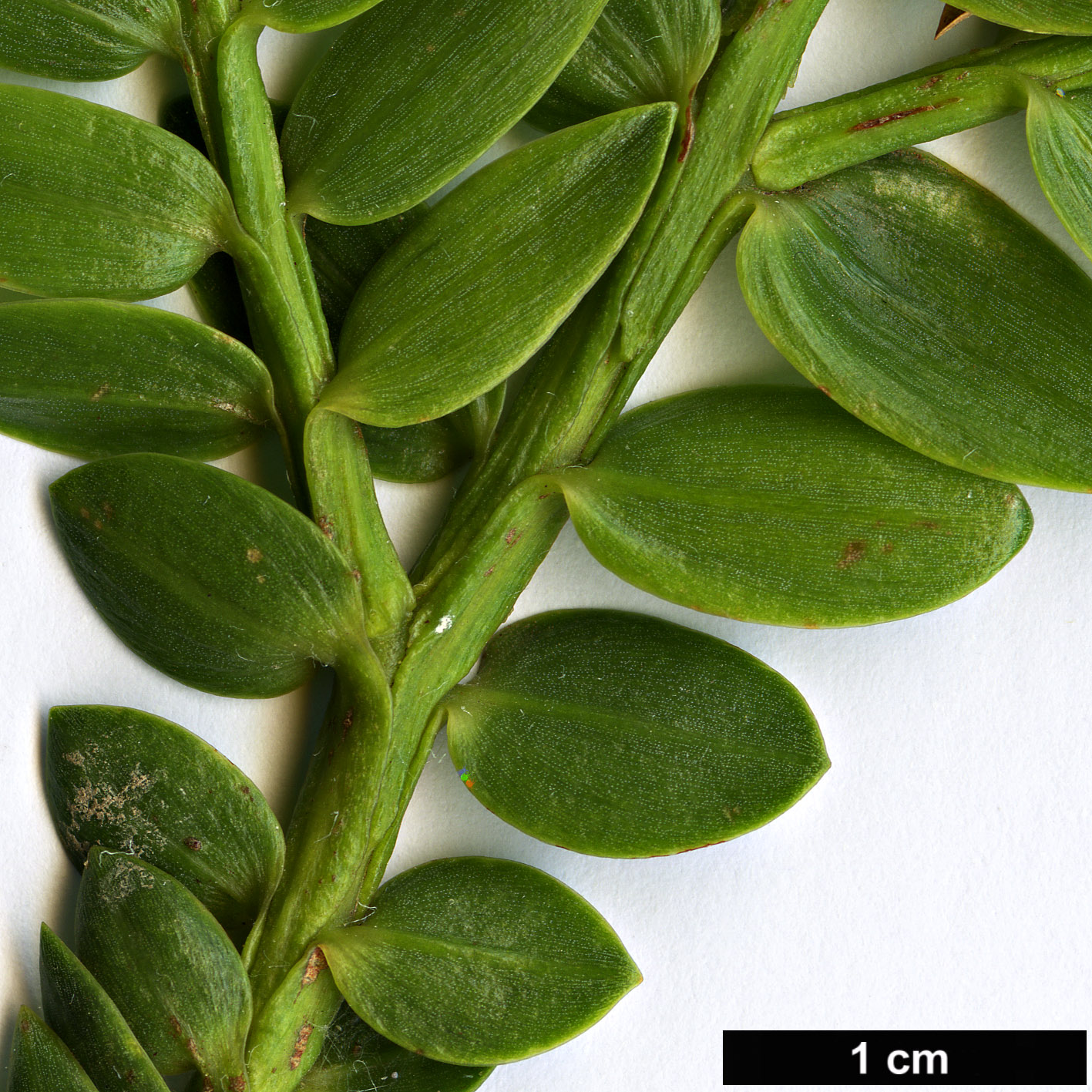 High resolution image: Family: Podocarpaceae - Genus: Retrophyllum - Taxon: rospigliosii High resolution image: Family: Podocarpaceae - Genus: Retrophyllum - Taxon: rospigliosii