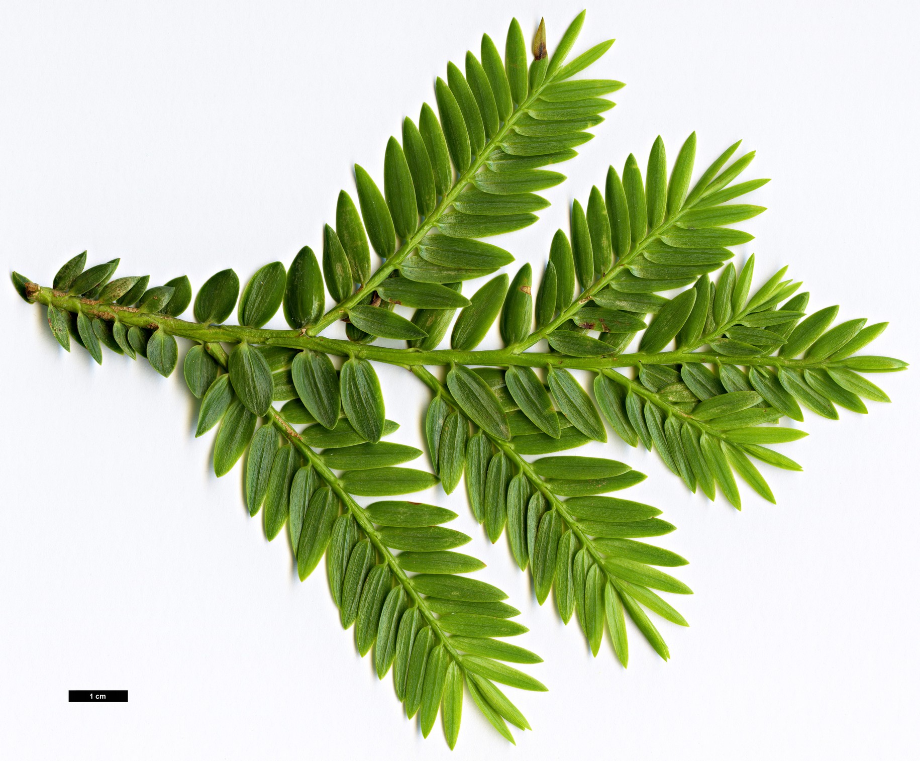 High resolution image: Family: Podocarpaceae - Genus: Retrophyllum - Taxon: rospigliosii High resolution image: Family: Podocarpaceae - Genus: Retrophyllum - Taxon: rospigliosii