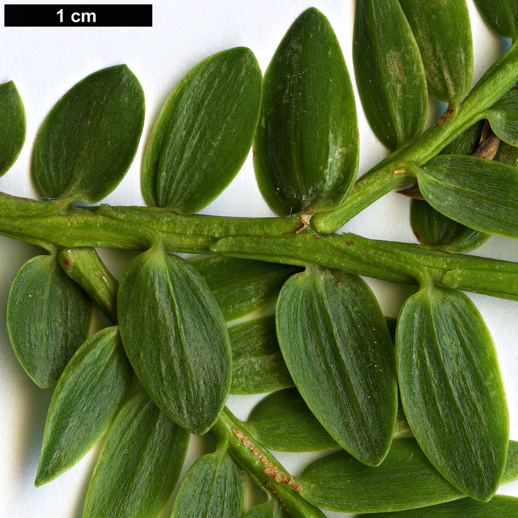 High resolution image: Family: Podocarpaceae - Genus: Retrophyllum - Taxon: rospigliosii High resolution image: Family: Podocarpaceae - Genus: Retrophyllum - Taxon: rospigliosii