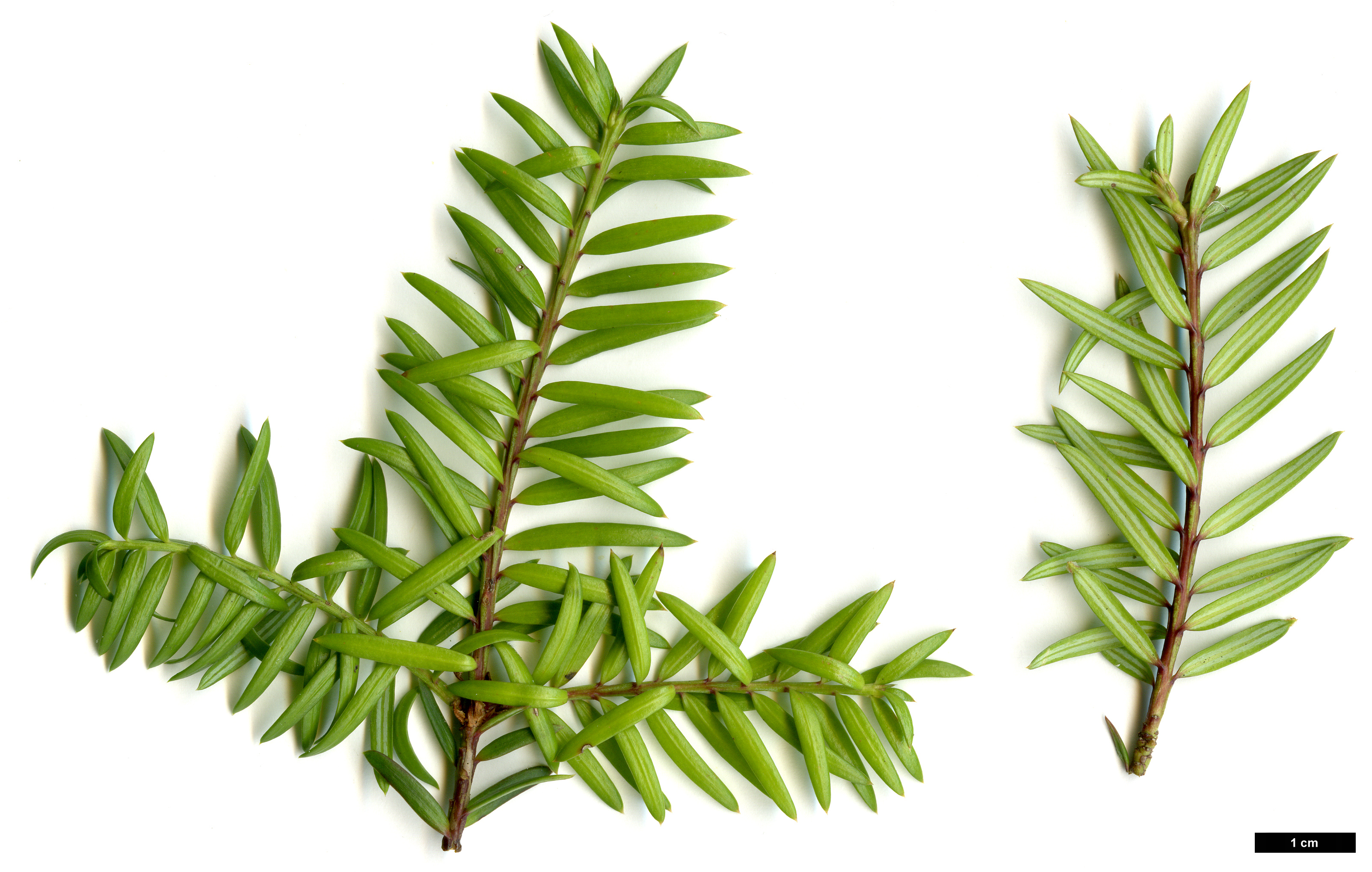 High resolution image: Family: Podocarpaceae - Genus: Saxegothaea - Taxon: conspicua