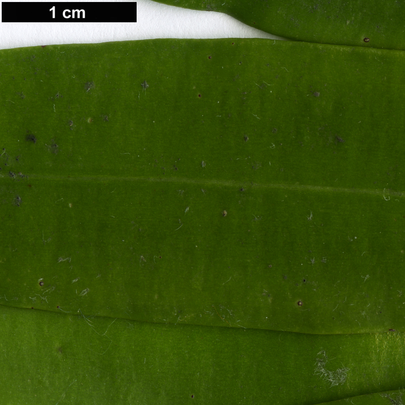 High resolution image: Family: Podocarpaceae - Genus: Sundacarpus - Taxon: amarus High resolution image: Family: Podocarpaceae - Genus: Sundacarpus - Taxon: amarus