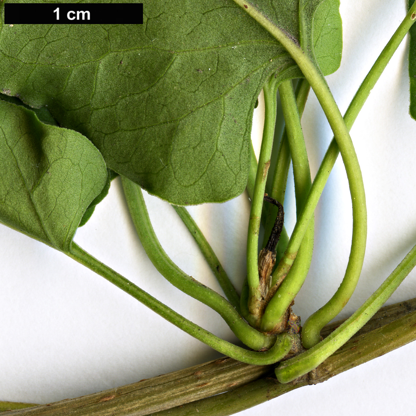 High resolution image: Family: Polygonaceae - Genus: Fallopia - Taxon: aubertii