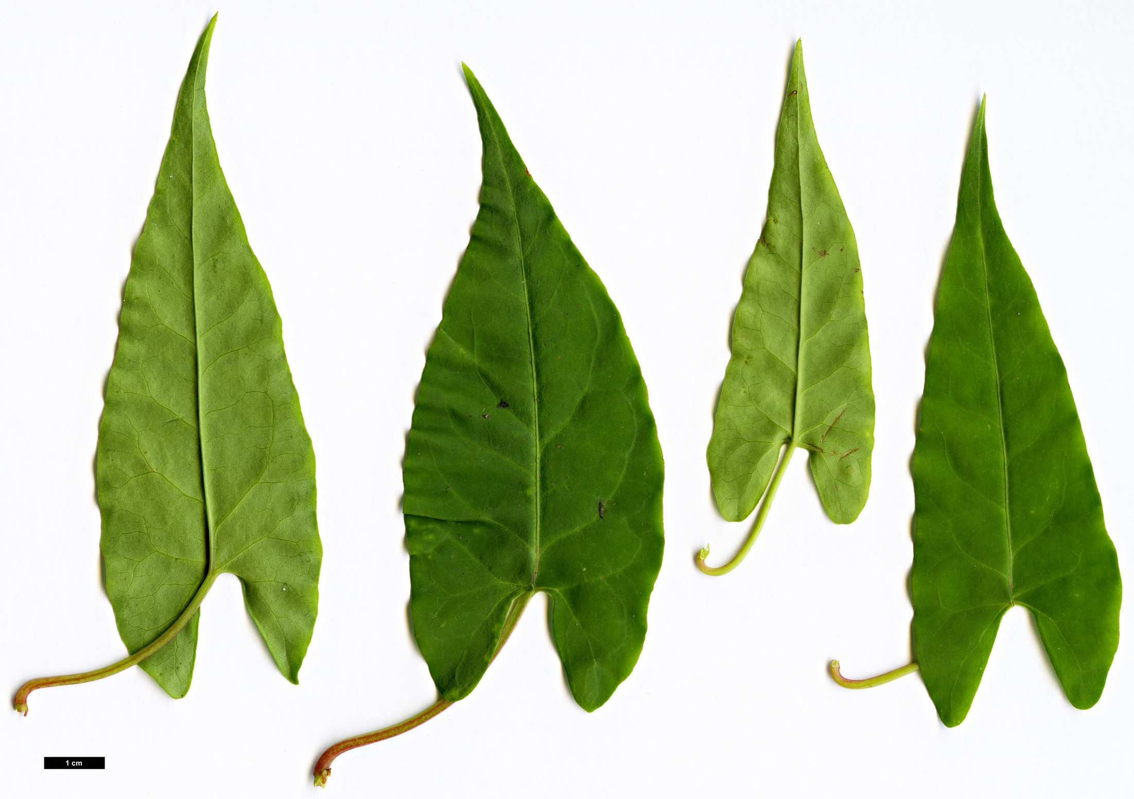 High resolution image: Family: Polygonaceae - Genus: Reynoutria - Taxon: multiflora