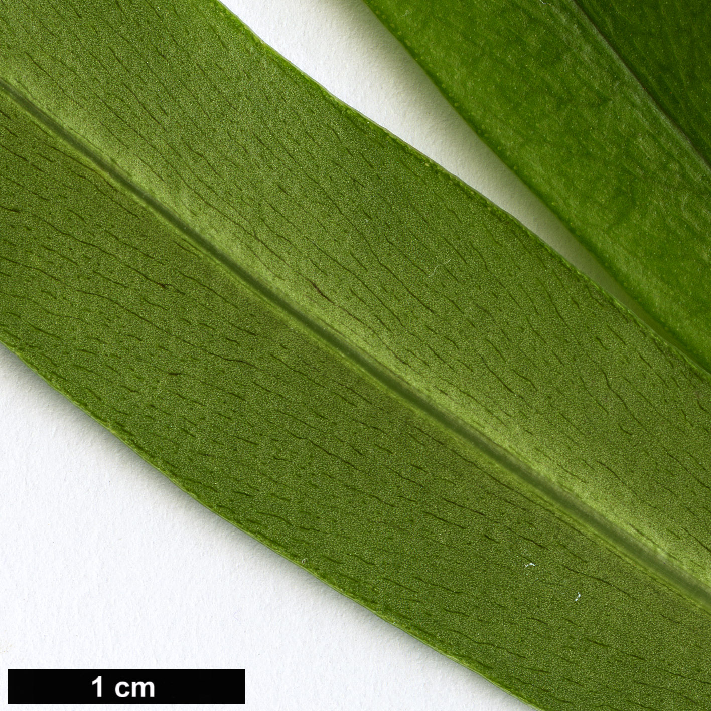 High resolution image: Family: Primulaceae - Genus: Myrsine - Taxon: salicina