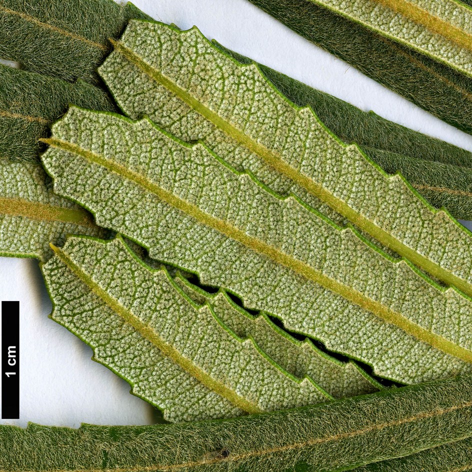 High resolution image: Family: Proteaceae - Genus: Banksia - Taxon: attenuata