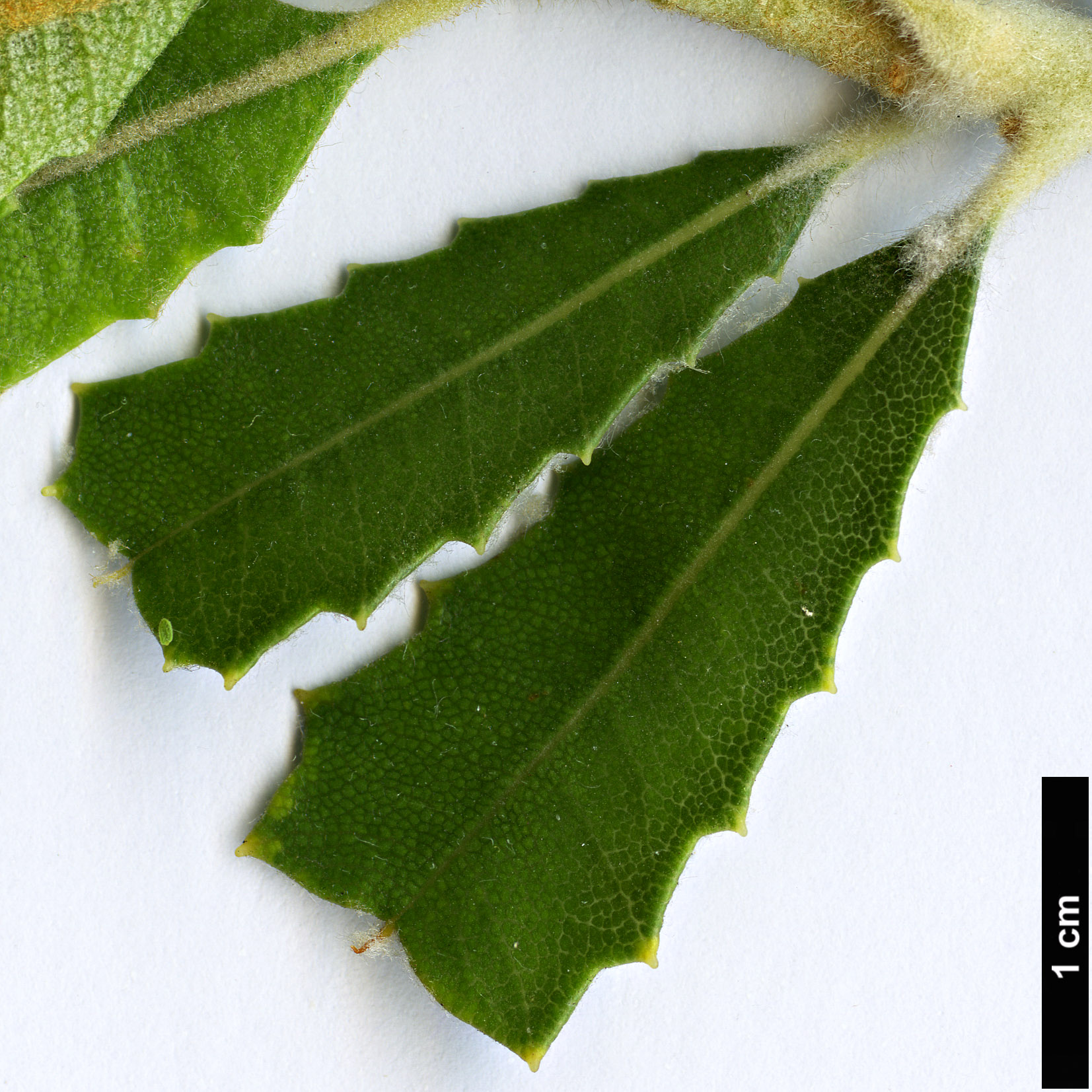 High resolution image: Family: Proteaceae - Genus: Banksia - Taxon: coccinea