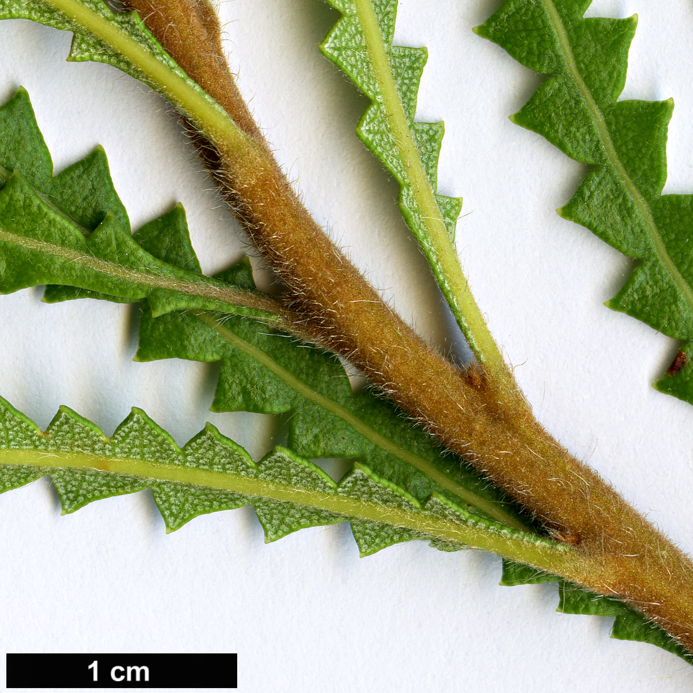 High resolution image: Family: Proteaceae - Genus: Banksia - Taxon: hookeriana High resolution image: Family: Proteaceae - Genus: Banksia - Taxon: hookeriana