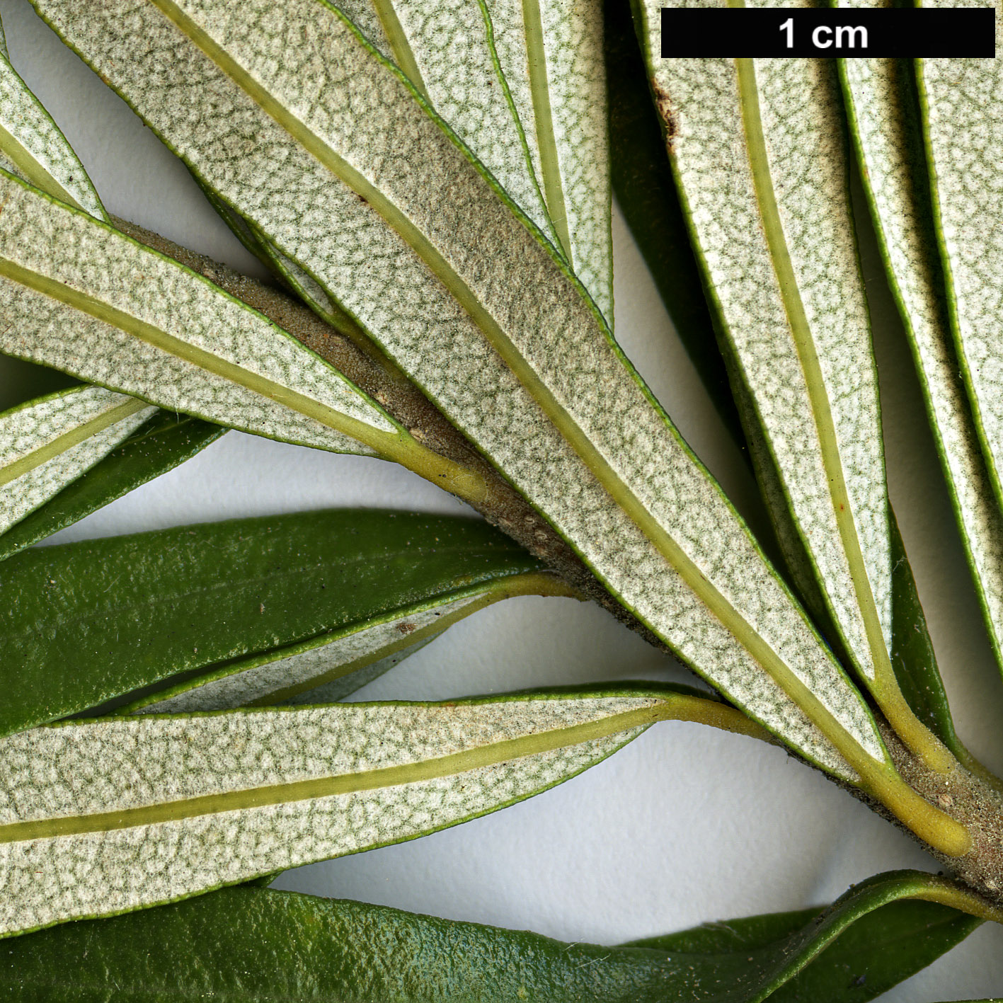 High resolution image: Family: Proteaceae - Genus: Banksia - Taxon: marginata High resolution image: Family: Proteaceae - Genus: Banksia - Taxon: marginata