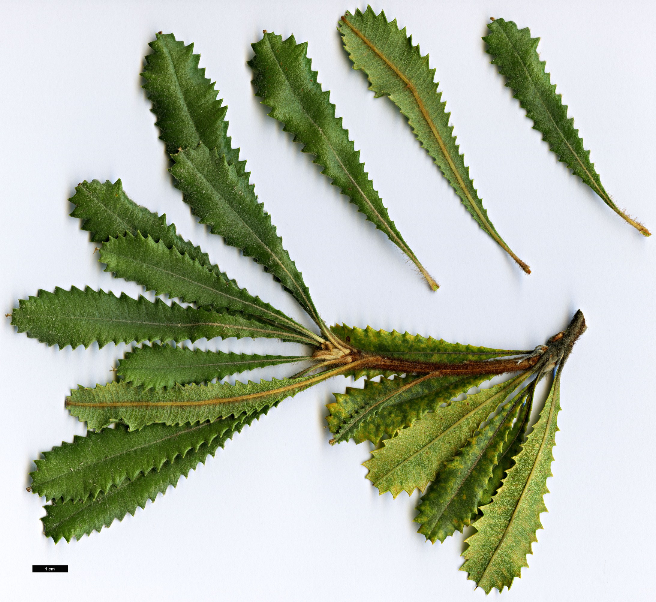 High resolution image: Family: Proteaceae - Genus: Banksia - Taxon: ornata High resolution image: Family: Proteaceae - Genus: Banksia - Taxon: ornata