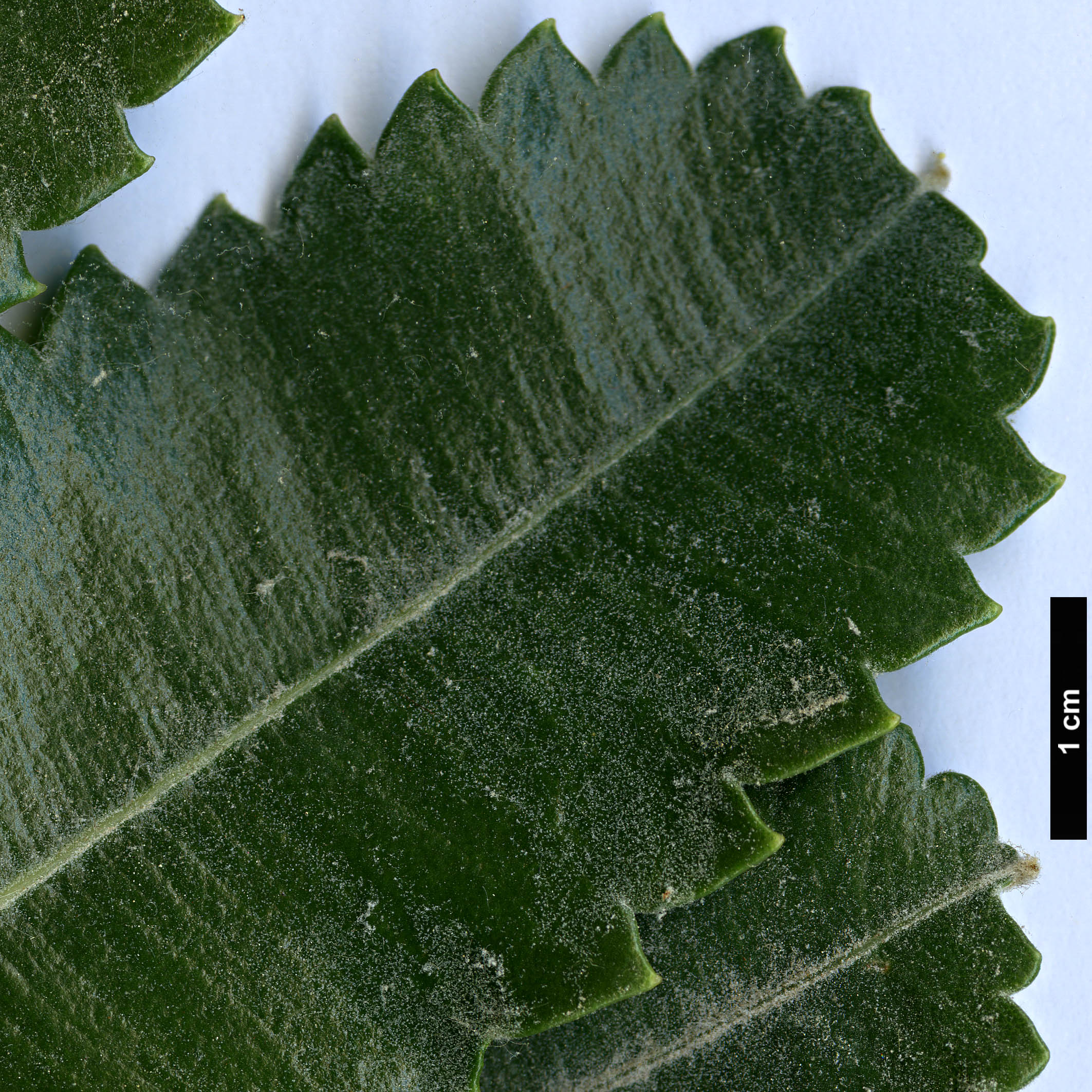 High resolution image: Family: Proteaceae - Genus: Banksia - Taxon: serrata