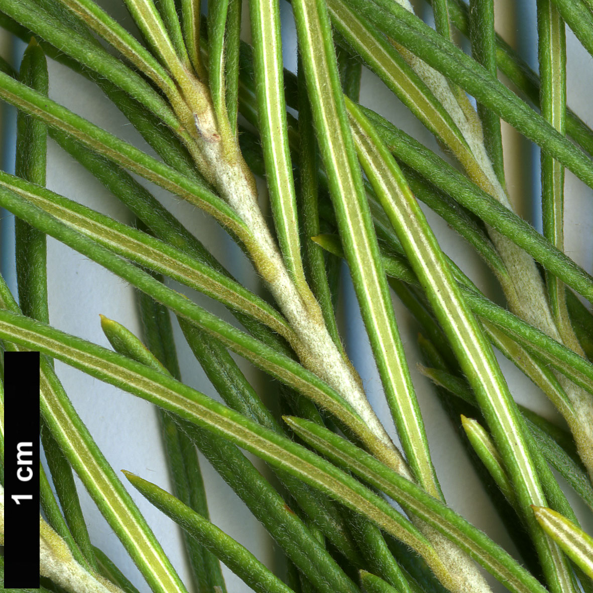 High resolution image: Family: Proteaceae - Genus: Banksia - Taxon: telmatiaea