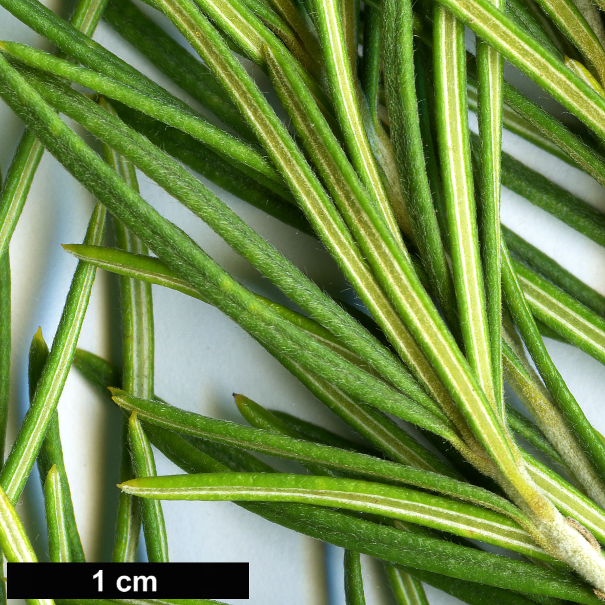 High resolution image: Family: Proteaceae - Genus: Banksia - Taxon: telmatiaea