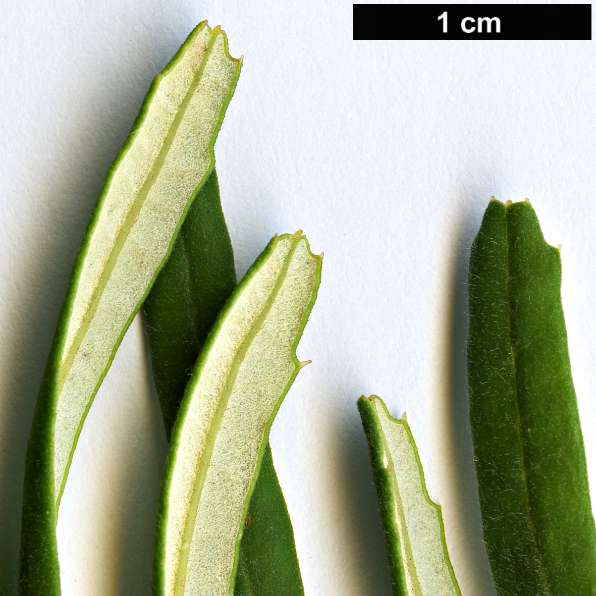 High resolution image: Family: Proteaceae - Genus: Banksia - Taxon: vincentia