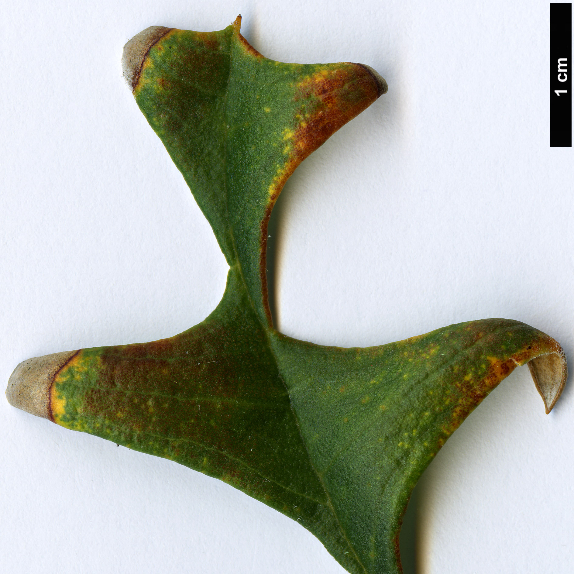 High resolution image: Family: Proteaceae - Genus: Dryandra - Taxon: nervosa