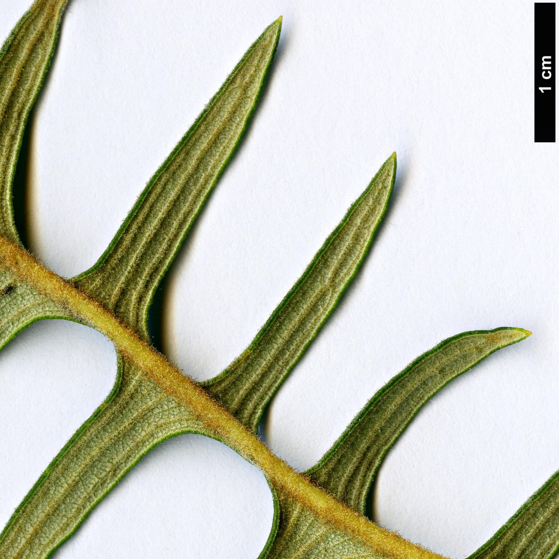 High resolution image: Family: Proteaceae - Genus: Dryandra - Taxon: nervosa