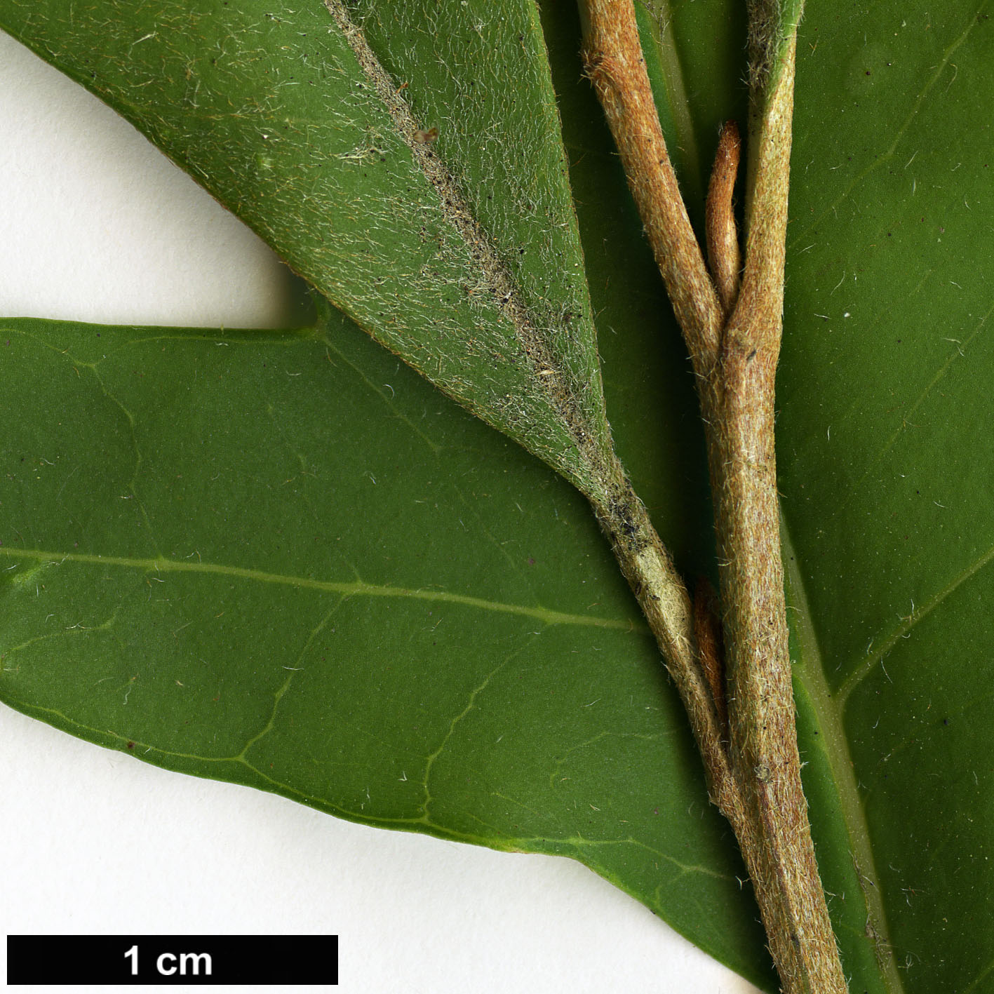 High resolution image: Family: Proteaceae - Genus: Grevillea - Taxon: barklyana High resolution image: Family: Proteaceae - Genus: Grevillea - Taxon: barklyana