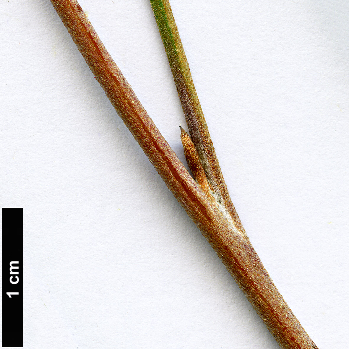High resolution image: Family: Proteaceae - Genus: Grevillea - Taxon: candelabroides High resolution image: Family: Proteaceae - Genus: Grevillea - Taxon: candelabroides