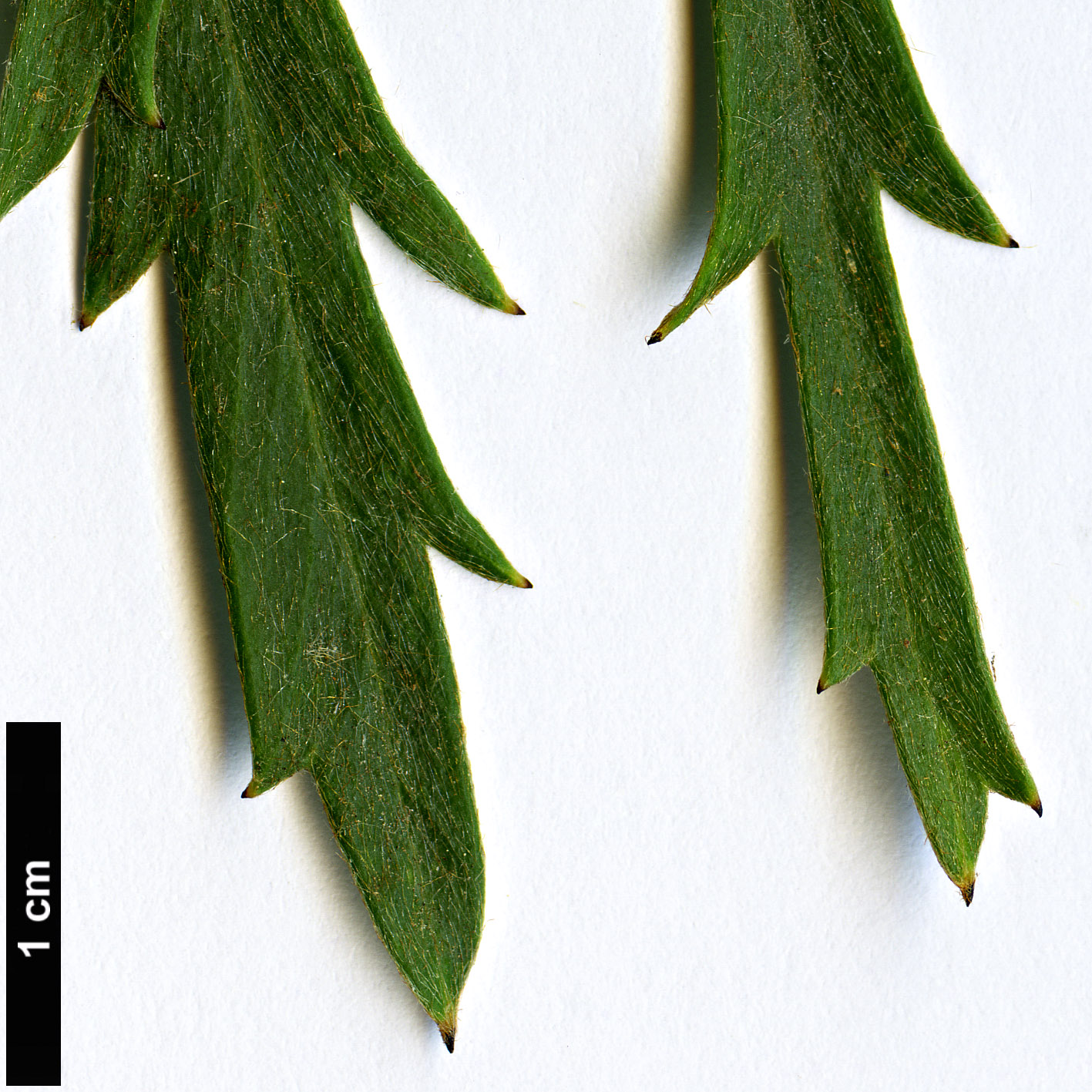 High resolution image: Family: Proteaceae - Genus: Grevillea - Taxon: cirsiifolia