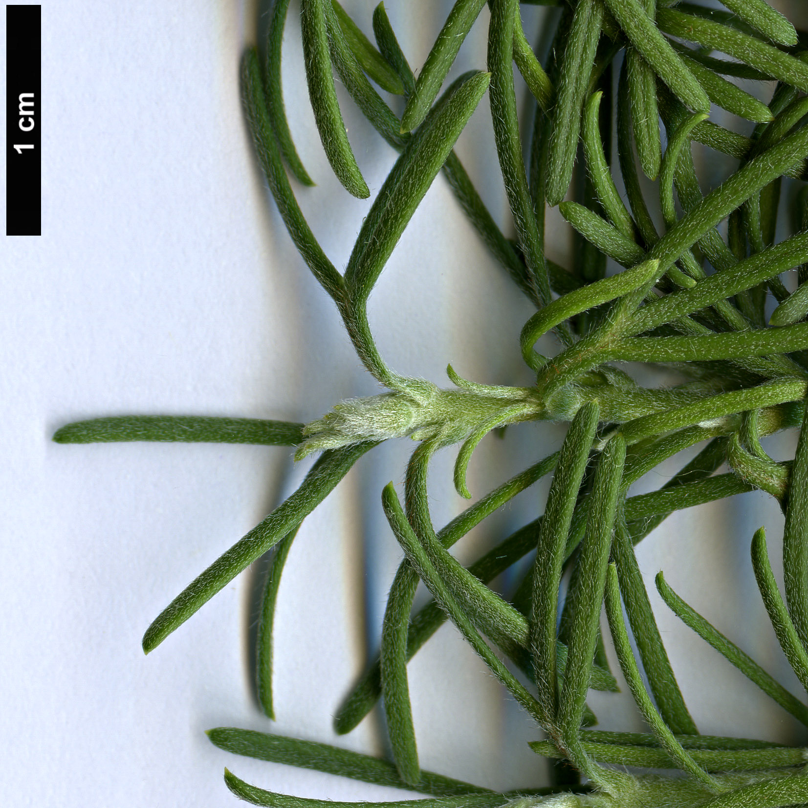 High resolution image: Family: Proteaceae - Genus: Grevillea - Taxon: crithmifolia