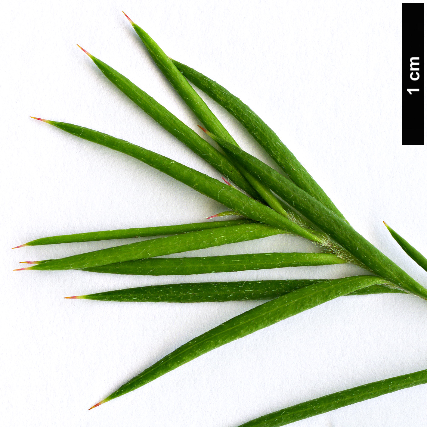 High resolution image: Family: Proteaceae - Genus: Grevillea - Taxon: lavandulacea