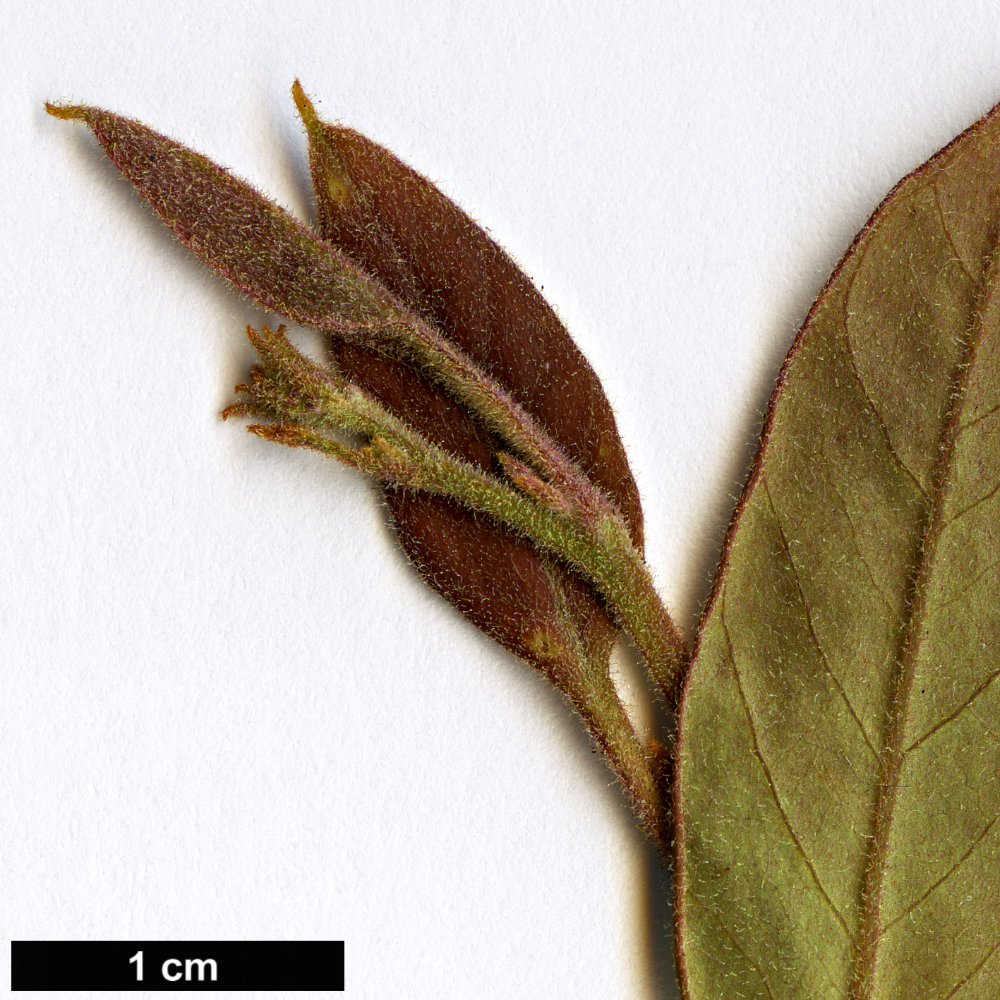 High resolution image: Family: Proteaceae - Genus: Grevillea - Taxon: rhyolitica