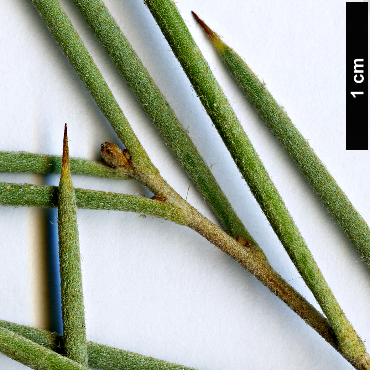 High resolution image: Family: Proteaceae - Genus: Hakea - Taxon: leucoptera