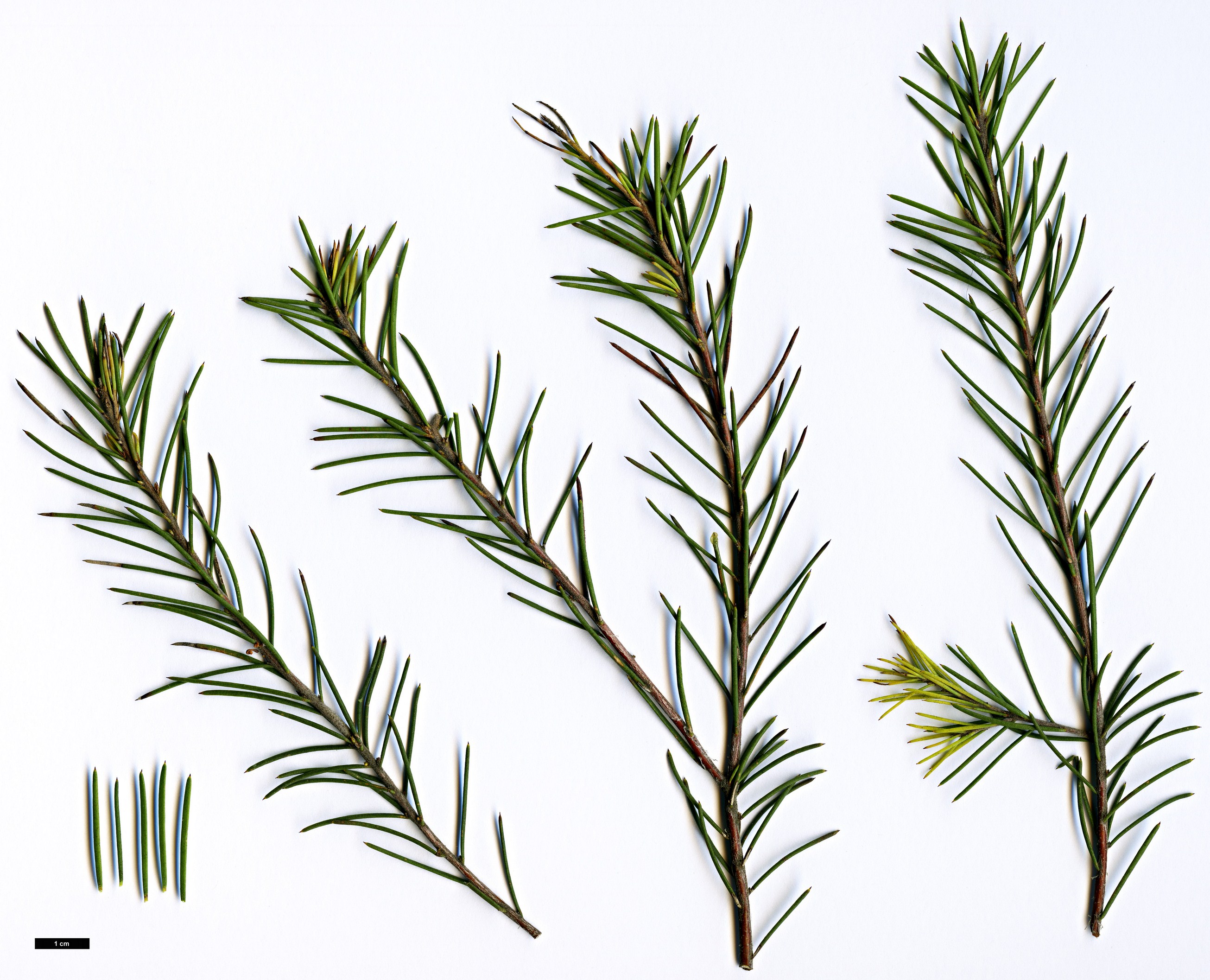 High resolution image: Family: Proteaceae - Genus: Hakea - Taxon: nodosa