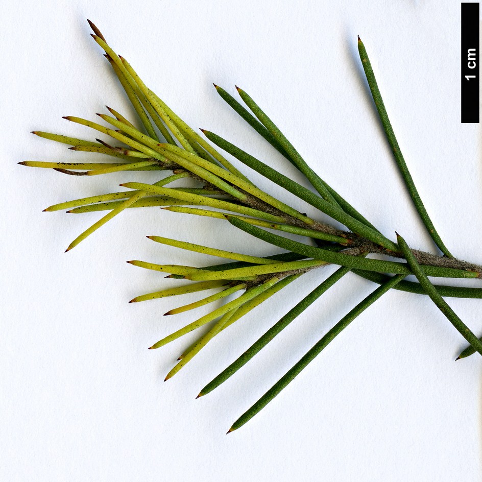 High resolution image: Family: Proteaceae - Genus: Hakea - Taxon: nodosa