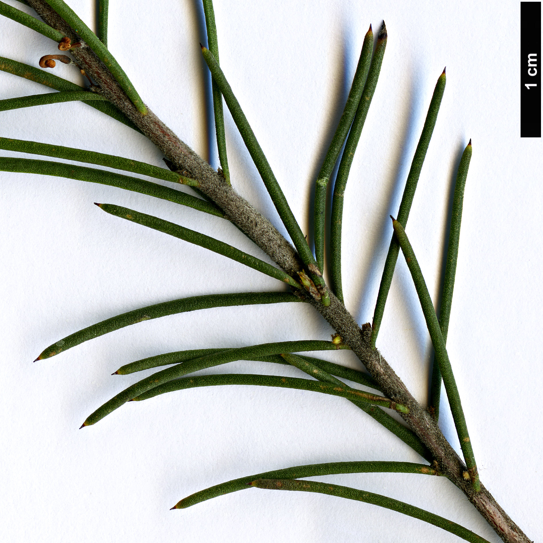 High resolution image: Family: Proteaceae - Genus: Hakea - Taxon: nodosa