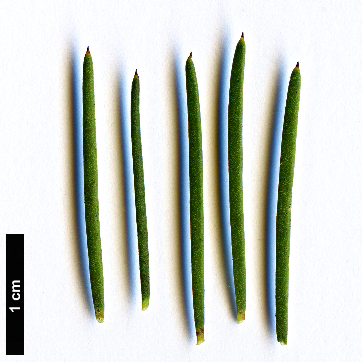 High resolution image: Family: Proteaceae - Genus: Hakea - Taxon: nodosa