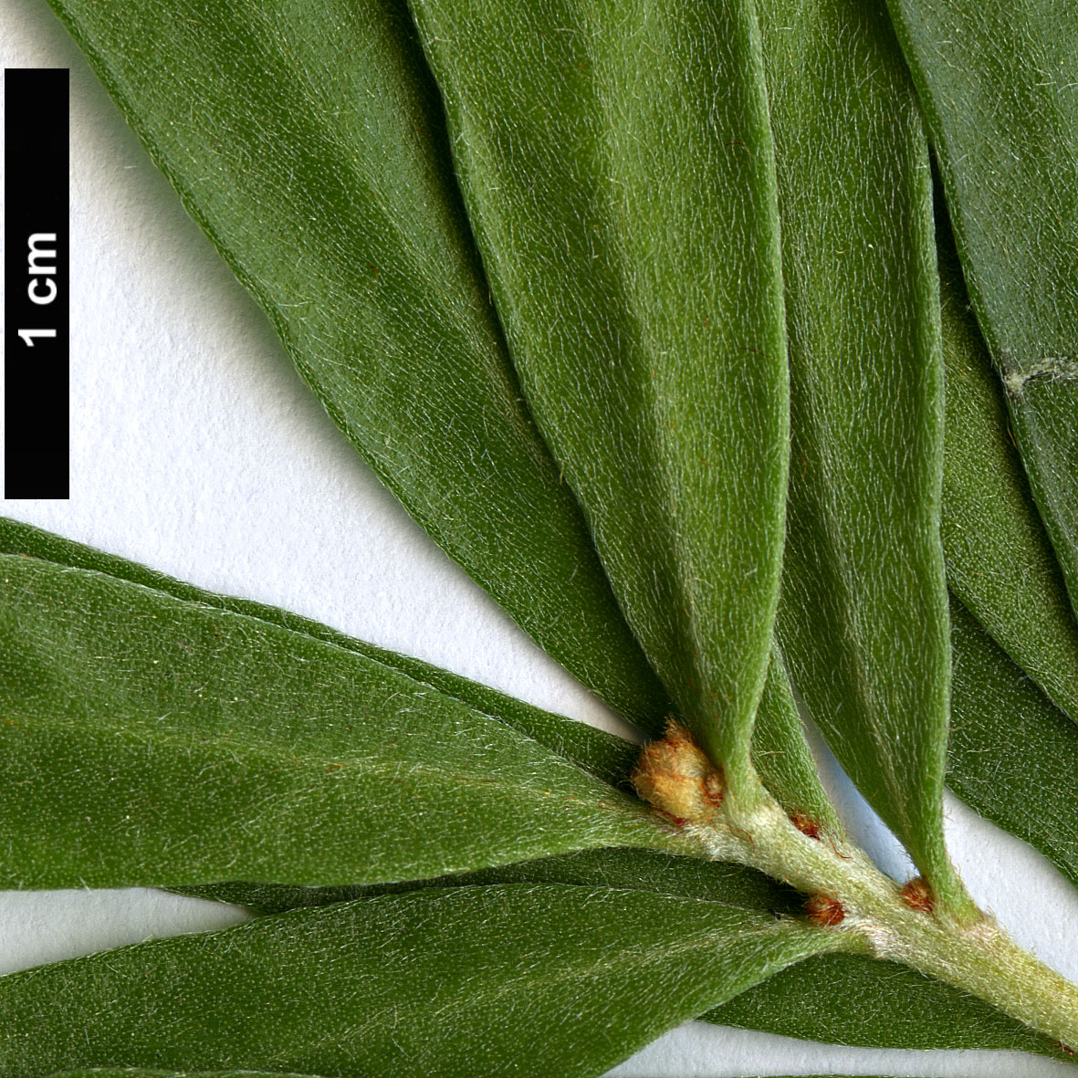High resolution image: Family: Proteaceae - Genus: Hakea - Taxon: oleifolia High resolution image: Family: Proteaceae - Genus: Hakea - Taxon: oleifolia