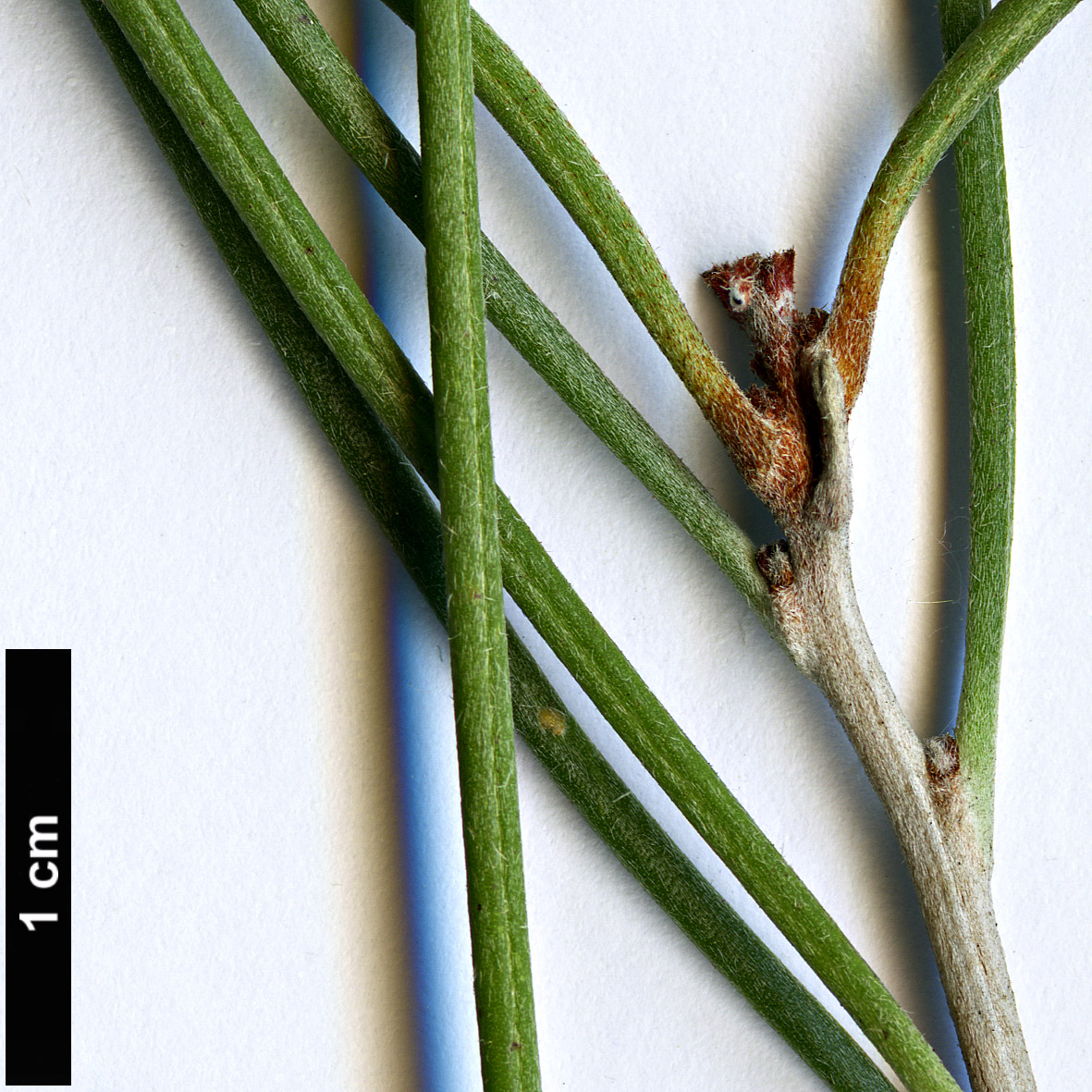 High resolution image: Family: Proteaceae - Genus: Hakea - Taxon: orthorrhyncha